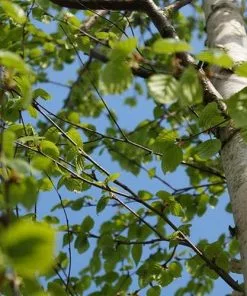 Future Forests Trees Betula Ermanii Holland