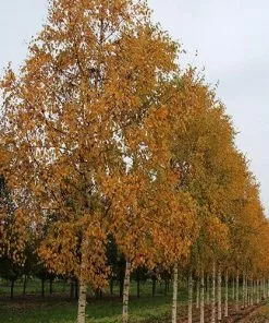 Future Forests Trees Betula Ermanii Holland
