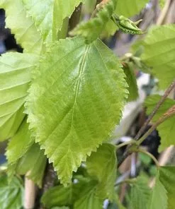 Future Forests Trees Betula Ermanii Holland
