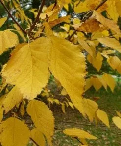 Future Forests Trees Betula Ermanii Holland