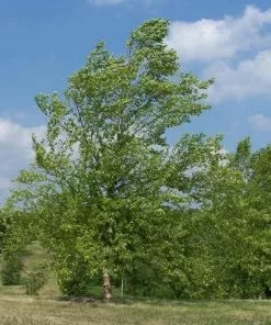 Future Forests Trees Betula Nigra - River Birch