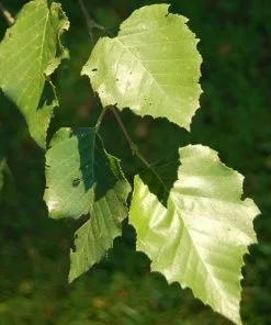 Future Forests Trees Betula Nigra - River Birch