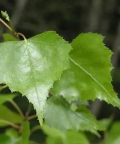 Future Forests Trees Betula Nigra - River Birch
