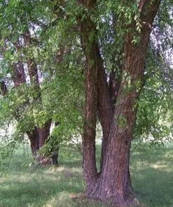 Future Forests Trees Betula Nigra - River Birch