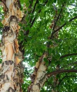 Future Forests Trees Betula Nigra - River Birch