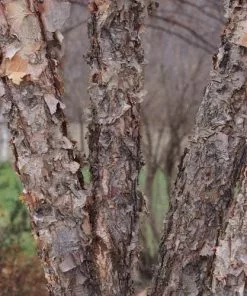 Future Forests Trees Betula Nigra - River Birch