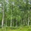 Future Forests Trees Betula Pendula - Silver Birch 1 Future Forests Trees Betula Pendula - Silver Birch
