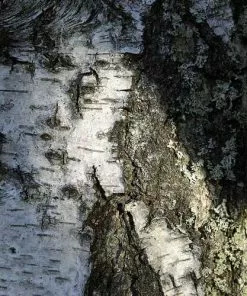 Future Forests Trees Betula Pendula - Silver Birch