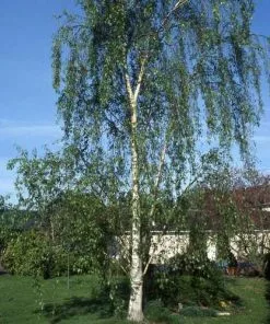 Future Forests Betula Pendula Tristis Trees