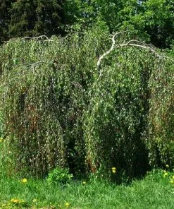 Future Forests Betula Pendula Tristis Trees