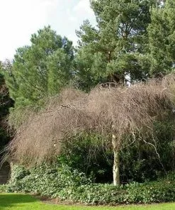 Future Forests Trees Betula Pendula Youngii