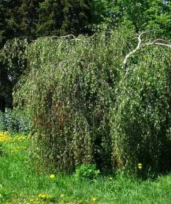 Future Forests Trees Betula Pendula Youngii