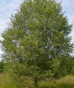 Future Forests Betula Pubescens - Downy Birch