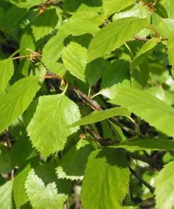 Future Forests Betula Pubescens - Downy Birch