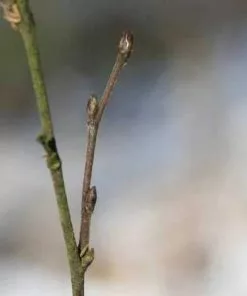 Future Forests Betula Pubescens - Downy Birch