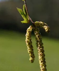 Future Forests Betula Pubescens - Downy Birch