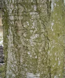 Future Forests Betula Pubescens - Downy Birch