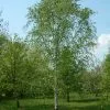 Future Forests Trees Betula Utilis Jaquemontii - White Himalayan Birch
