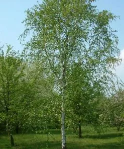 Future Forests Trees Betula Utilis Jaquemontii - White Himalayan Birch