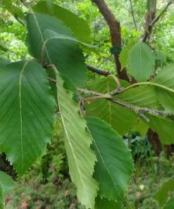 Future Forests Trees Betula Utilis Jaquemontii - White Himalayan Birch