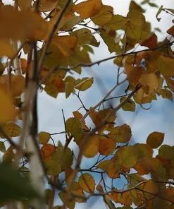 Future Forests Trees Betula Utilis Jaquemontii - White Himalayan Birch