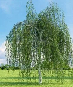 Future Forests Betula Utilis Long Trunk