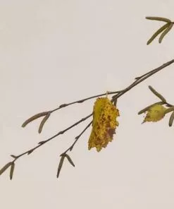 Future Forests Betula Utilis Long Trunk