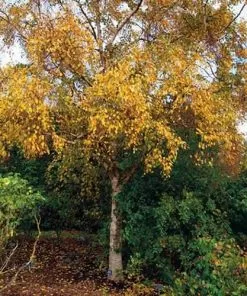 Future Forests Betula Utilis Long Trunk
