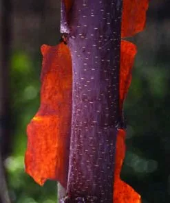 Future Forests Trees Betula Albosinensis China Ruby