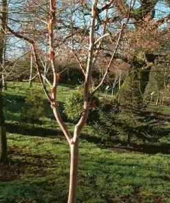 Future Forests Trees Betula Albosinensis China Ruby
