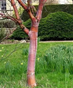 Future Forests Trees Betula Albosinensis China Ruby