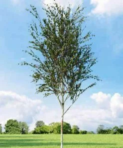 Future Forests Betula Albosinensis Fascination Trees
