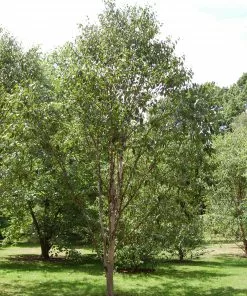 Future Forests Betula Albosinensis Fascination Trees