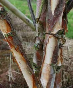 Future Forests Betula Albosinensis Fascination Trees