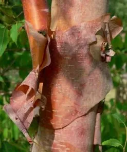 Future Forests Betula Albosinensis Fascination Trees