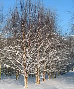 Future Forests Betula Albosinensis Fascination Trees