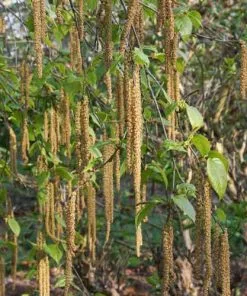 Future Forests Betula Albosinensis Var. Septentrionlis Kansu