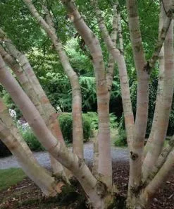 Future Forests Trees Betula Albosinensis Pink Champagne 8 Future Forests Trees Betula Albosinensis Pink Champagne