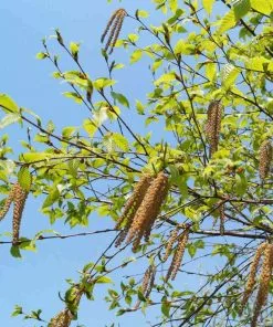 Future Forests Trees Betula Albosinensis Pink Champagne