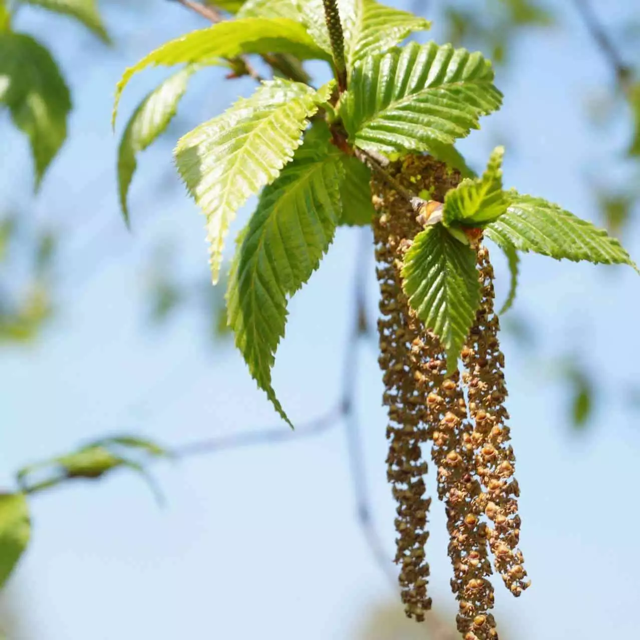 Future Forests Trees Betula Albosinensis Pink Champagne 6 Future Forests Trees Betula Albosinensis Pink Champagne