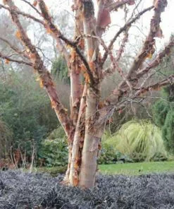 Future Forests Trees Betula Albosinensis Pink Champagne