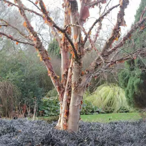 Future Forests Trees Betula Albosinensis Pink Champagne 3 Future Forests Trees Betula Albosinensis Pink Champagne