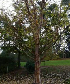 Future Forests Betula Albosinensis Red Panda