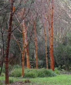 Future Forests Betula Albosinensis Red Panda