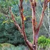 Future Forests Betula Albosinensis Red Panda