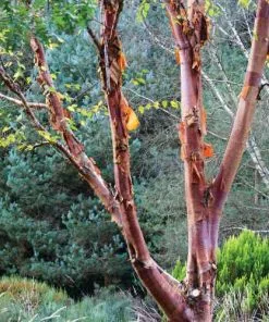 Future Forests Betula Albosinensis Red Panda