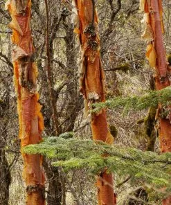Future Forests Betula Albosinensis Red Panda