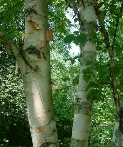 Future Forests Betula Papyrifera - Paper Birch Trees
