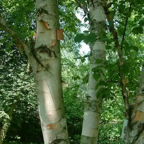 Future Forests Betula Papyrifera - Paper Birch Trees 4 Future Forests Betula Papyrifera - Paper Birch Trees