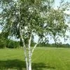 Future Forests Betula Papyrifera - Paper Birch Trees
